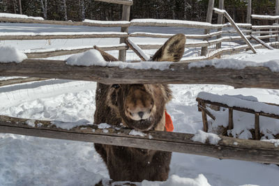 View of horse on snow covered field