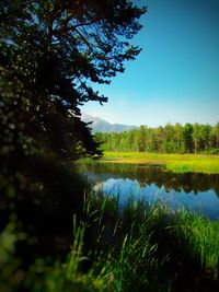 Scenic view of lake in forest against clear sky