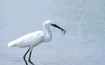 Egret in lake