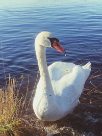 Close-up of swan swimming on lake