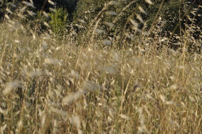 Full frame shot of plants growing on field