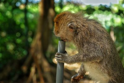 Close-up of monkey