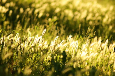 Close-up of plants growing on field