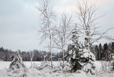 Bare trees against sky