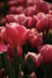Close-up of pink tulips blooming at field