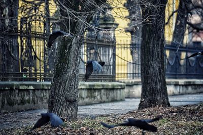 View of birds on bare tree