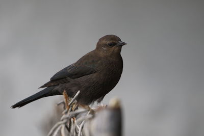 Close-up of bird perching outdoors