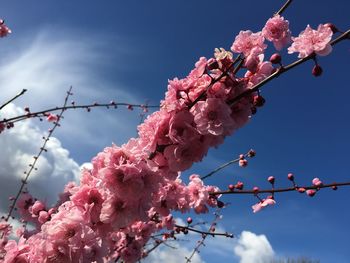 Low angle view of cherry blossoms against sky