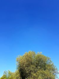 Low angle view of plants against clear blue sky