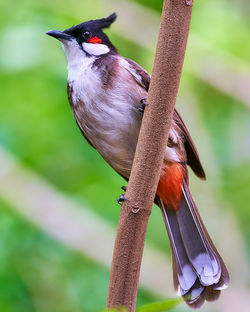 Close-up of a bird perching on a plant