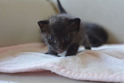 Portrait of kitten on towel at home