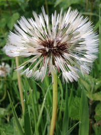 Close up of dandelion