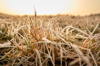 Close-up of crops on field