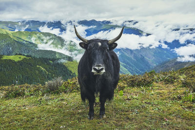 Portrait of a horse on field