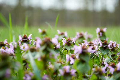 Close-up of flowering plants on field