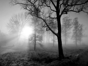 Sunlight streaming through tree in winter