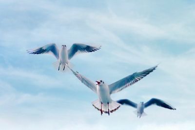 Low angle view of seagulls flying in sky