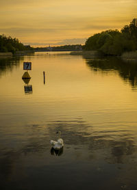 View of ducks swimming in lake at sunset