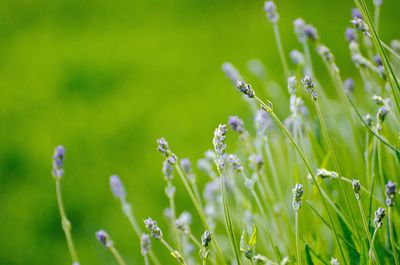 Close-up of plants growing in garden