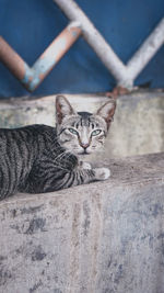 Portrait of cat resting on floor