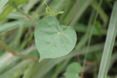 Close-up of fresh green leaf