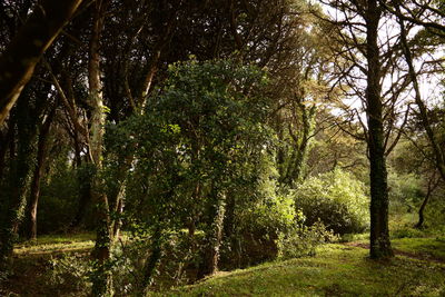 Trees in forest