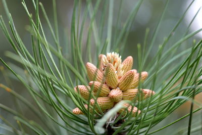 Close-up of pine cone on plant in field