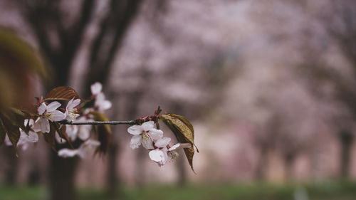 Close-up of cherry blossom on tree
