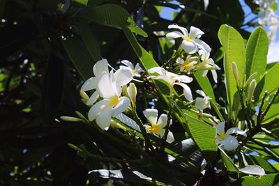 Close-up of white flowers blooming outdoors