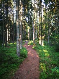 Pathway along trees in forest