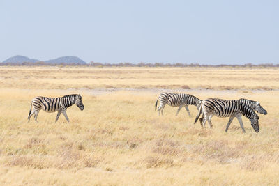 Zebra crossing in a field