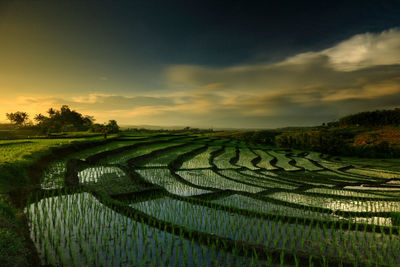 Scenic view of agricultural field against sky at sunset