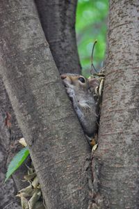 Close-up of squirrel on tree trunk