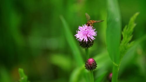 Close-up of honey bee on pink flower