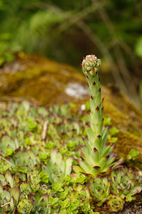 Close-up of plant