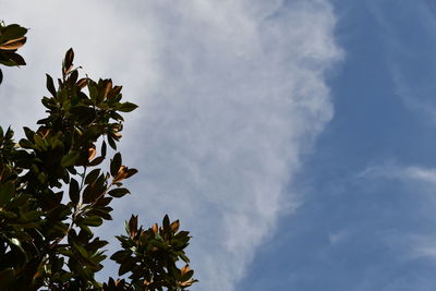 Low angle view of flowering plant against sky