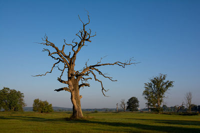 Bare tree on field against clear sky