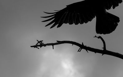 Low angle view of bird flying against sky
