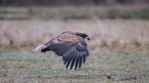 Bird flying over a field