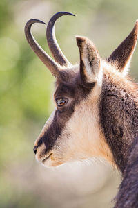 Close-up of horned animal