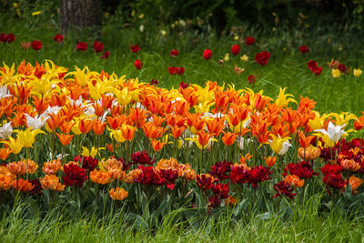 Close-up of red tulips in field