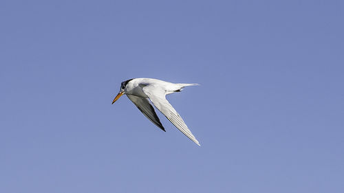 Low angle view of bird flying against clear blue sky