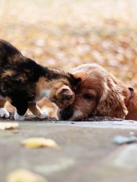 Close-up of a dog