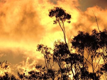 Low angle view of trees against cloudy sky