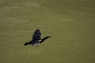 High angle view of bird flying over lake