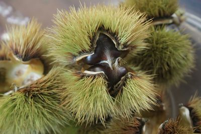 Close-up of plant