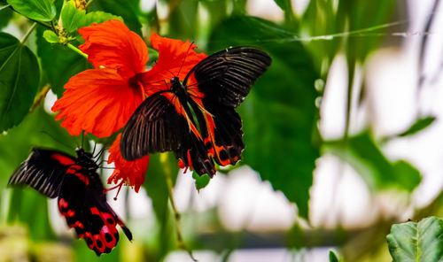 Close-up of butterfly pollinating on flower