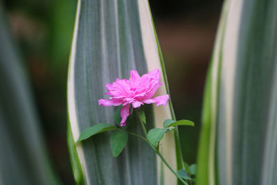 Close-up of pink flower