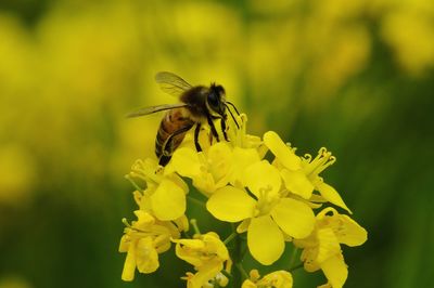 Close-up of bee on yellow flower