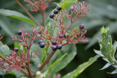 Close-up of flowers